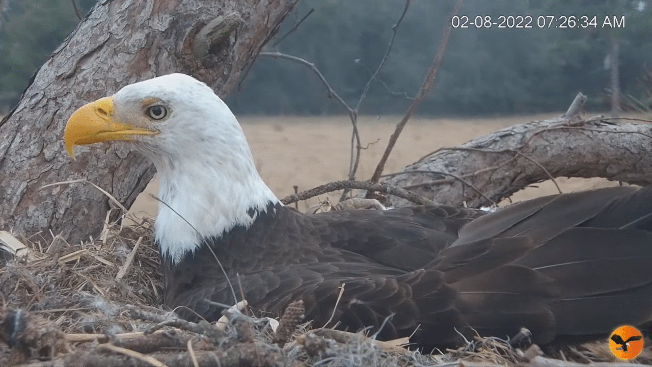 Webp.net-gifmaker (2)