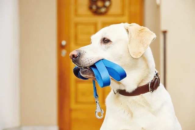 https://i.postimg.cc/y8gbchKX/shutterstock-324867971-web.webp