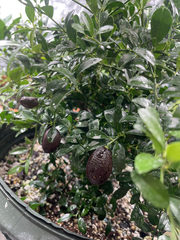 6437C6C3-8624-4135-A9BB-290B80E805AC