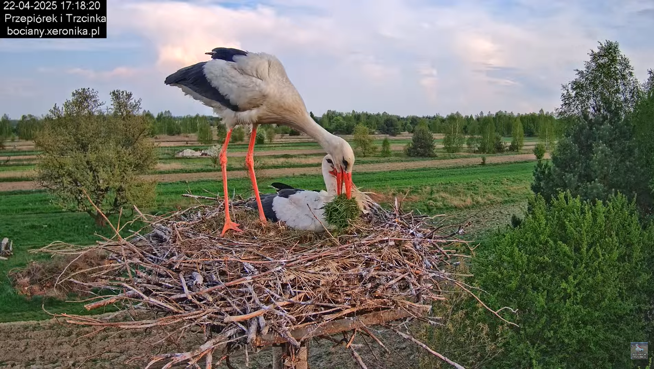 22042025bociany18
