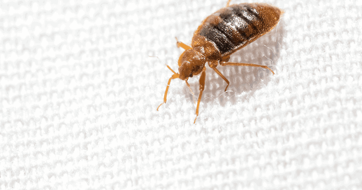 Orlando bed bug treatment