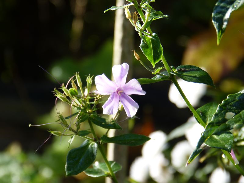 2014-11-01 Novemberblüten 13