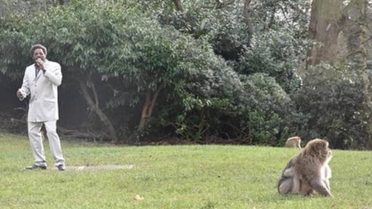 Santuario de Inglaterra realiza serenata para incitar el apareamiento entre monos