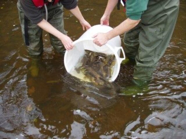 Benefits of Stocking Trout in Your Pond