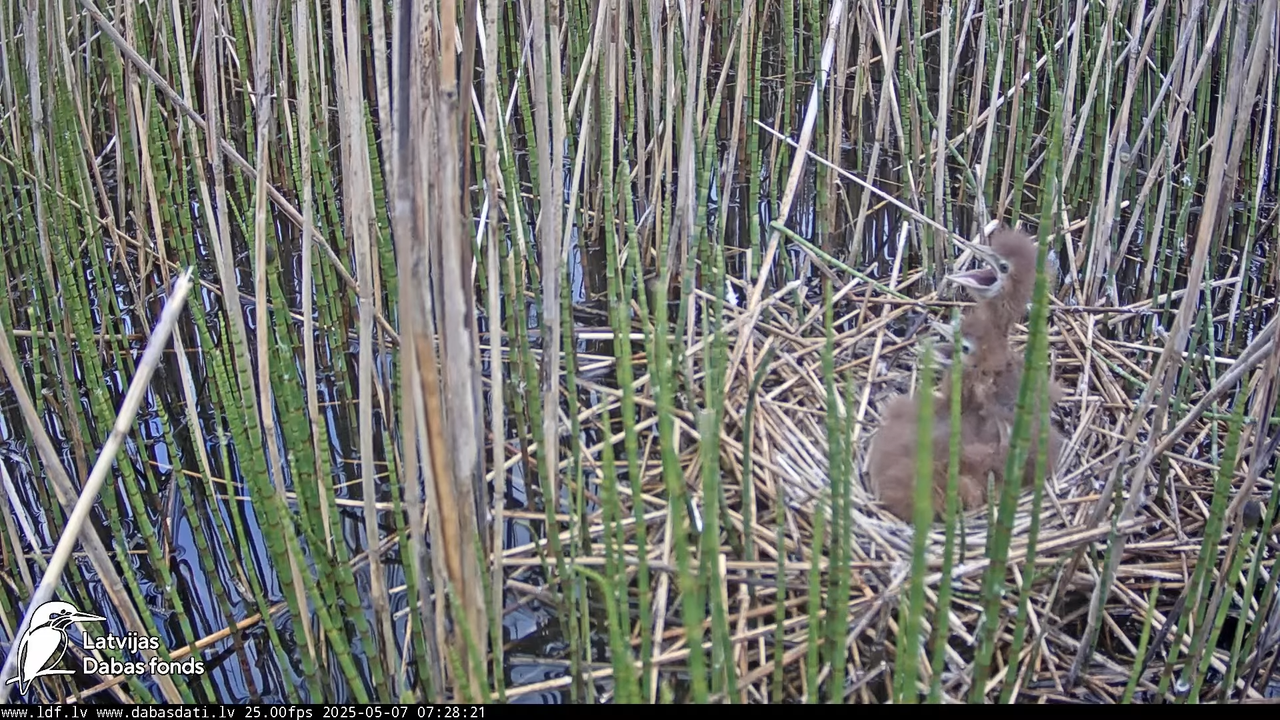 LDF Lielais dumpis (Botaurus stellaris) Zemītes pagastā 16-22-2 screenshot