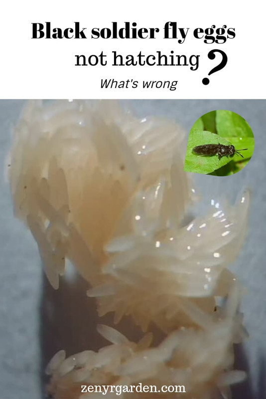 black-soldier-fly-eggs-not-hatching.jpg