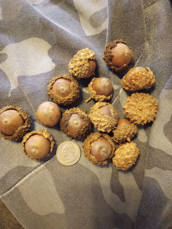 acorns