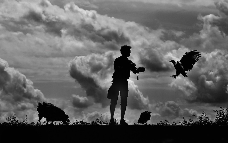 blacknwhitemanchickens.jpg