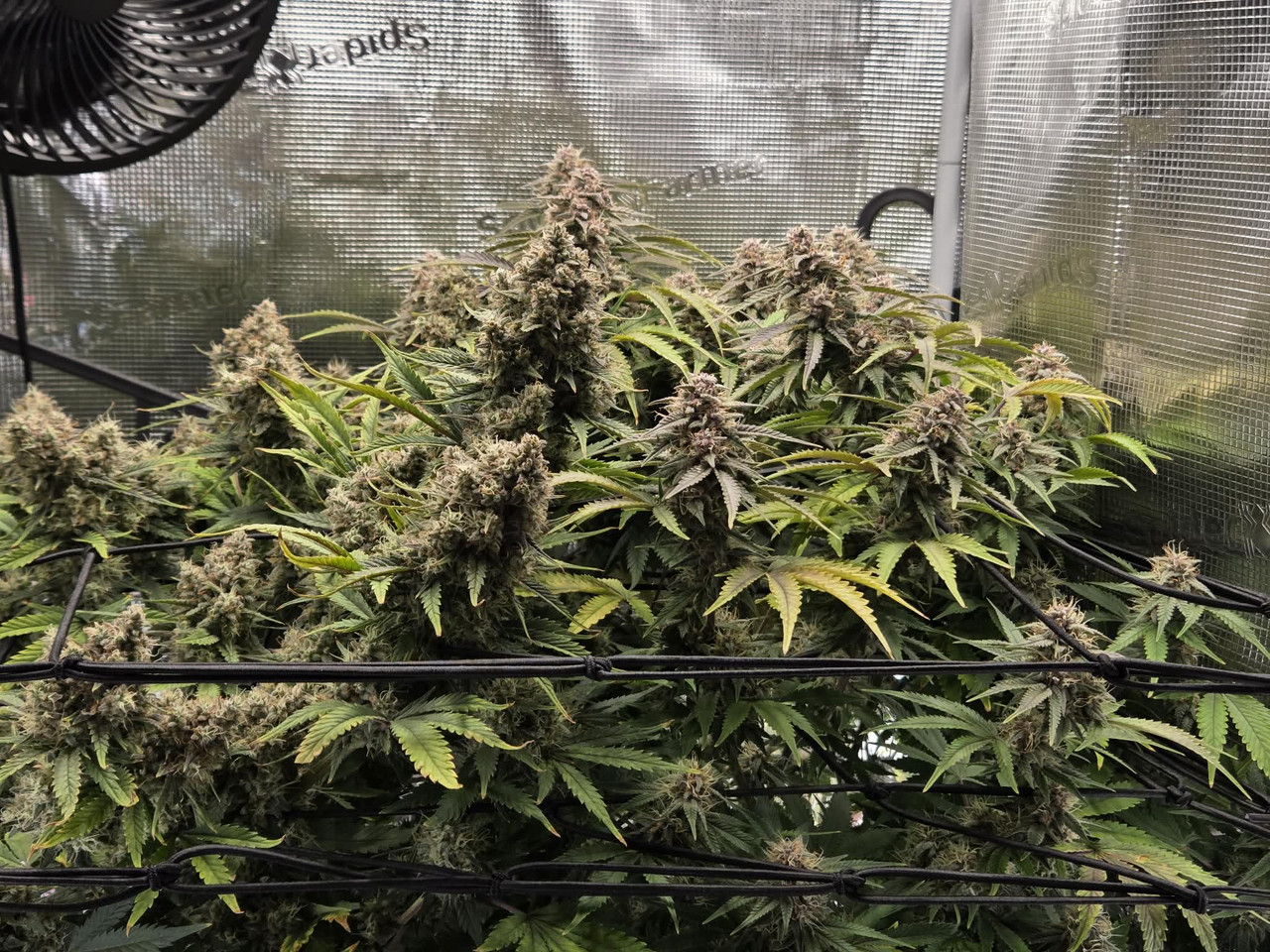 Messenger creation 0C2262F9 FE34 48EC 9BC5 D8A6DA8AE8F0