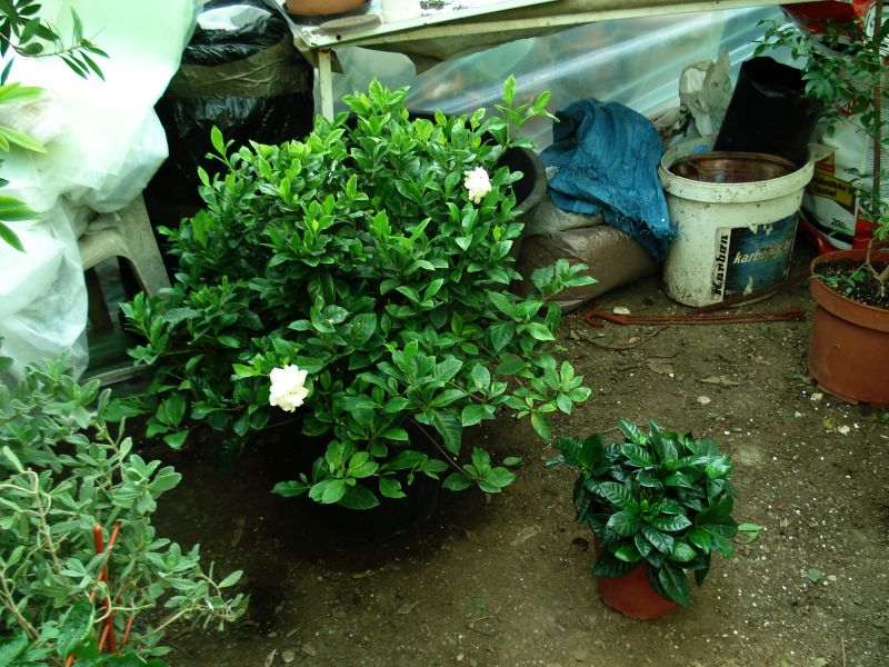 Gardenia