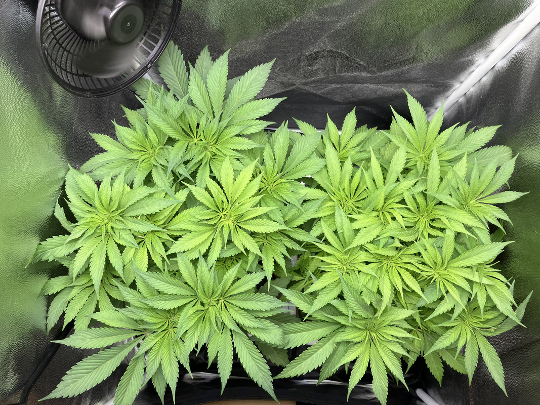 aIMG_1423 (abril 21 2023)