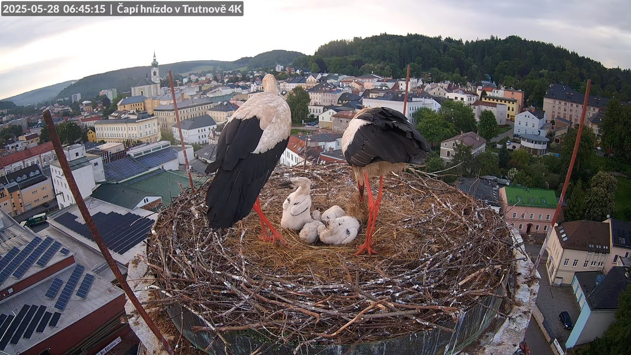 Tiešraide no stārķa ligzdas uz alus darītavas skursteņa Trutnovā 7-59-32 screenshot