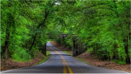 Road-trees-bridge-landscape-tree-forest-