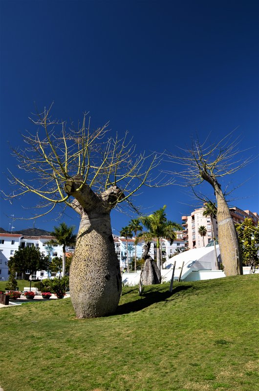 ESTEPONA-9-3-2017 - Málaga y sus pueblos-2009/2017 (135)