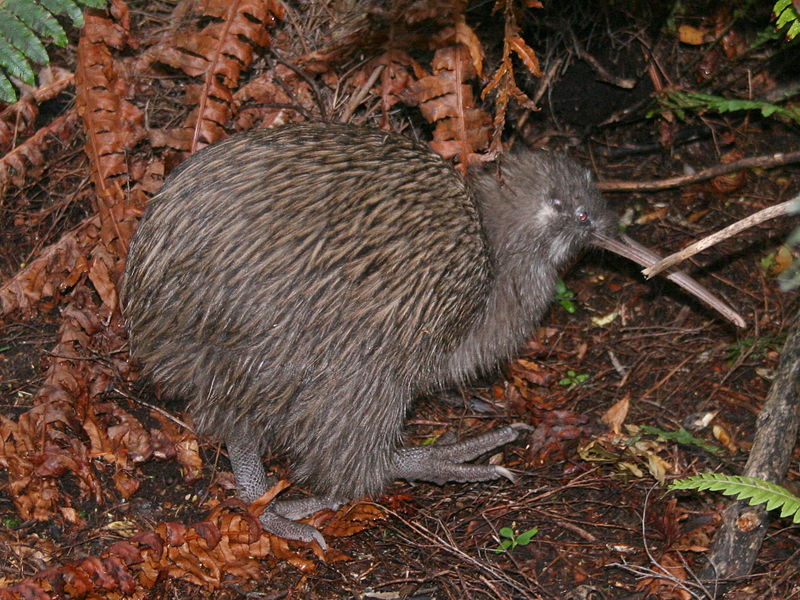 kiwi2.jpg