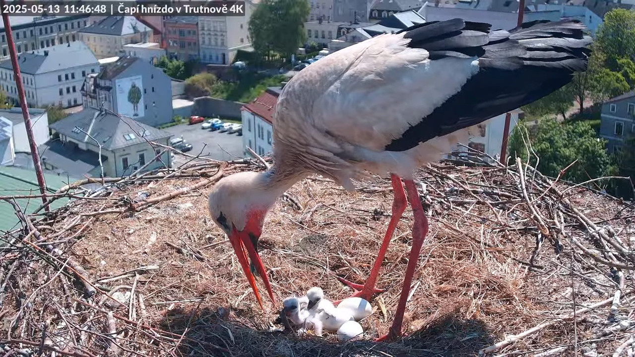 Tiešraide no stārķa ligzdas uz alus darītavas skursteņa Trutnovā 14-20-59 screenshot