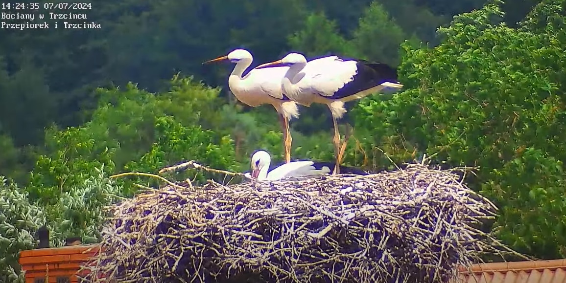 spojrzeniasychroniczne