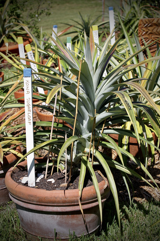 242175E4-8959-43EF-A751-21F1D16FA884_1_201_a