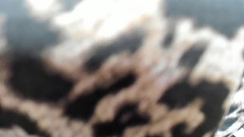 Jessika_brin Chaturbate Apr 27 2021 05-49-54
