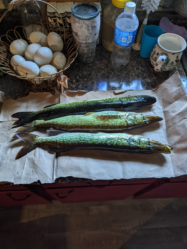 PXL_20220619_122758462