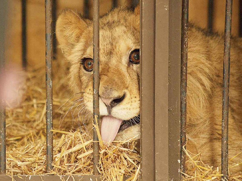 Cachorro de león rescatado en Edomex se debate entre la vida y la muerte