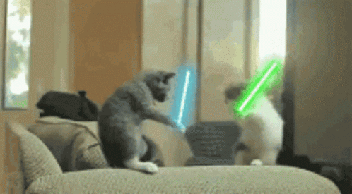 cat-meme-cat.gif