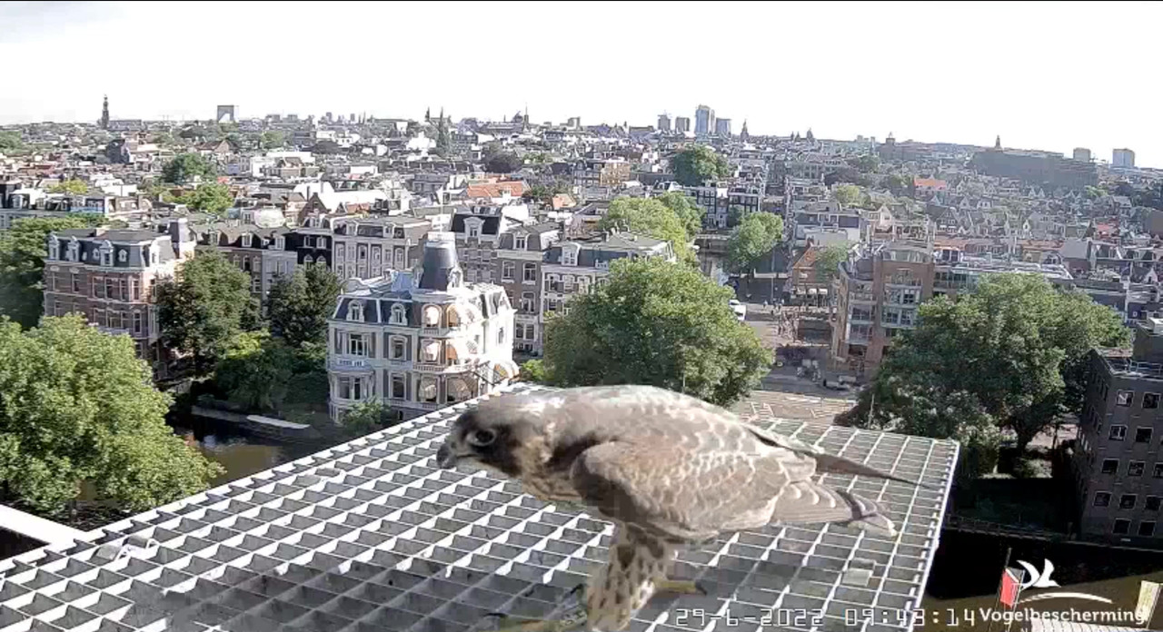 Amsterdam/Rijksmuseum screenshots © Beleef de Lente/Vogelbescherming Nederland - Pagina 34 Video-2022-06-29-094553-Moment-5