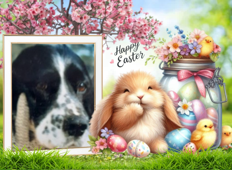 ( a 1 a Pâques Poppy