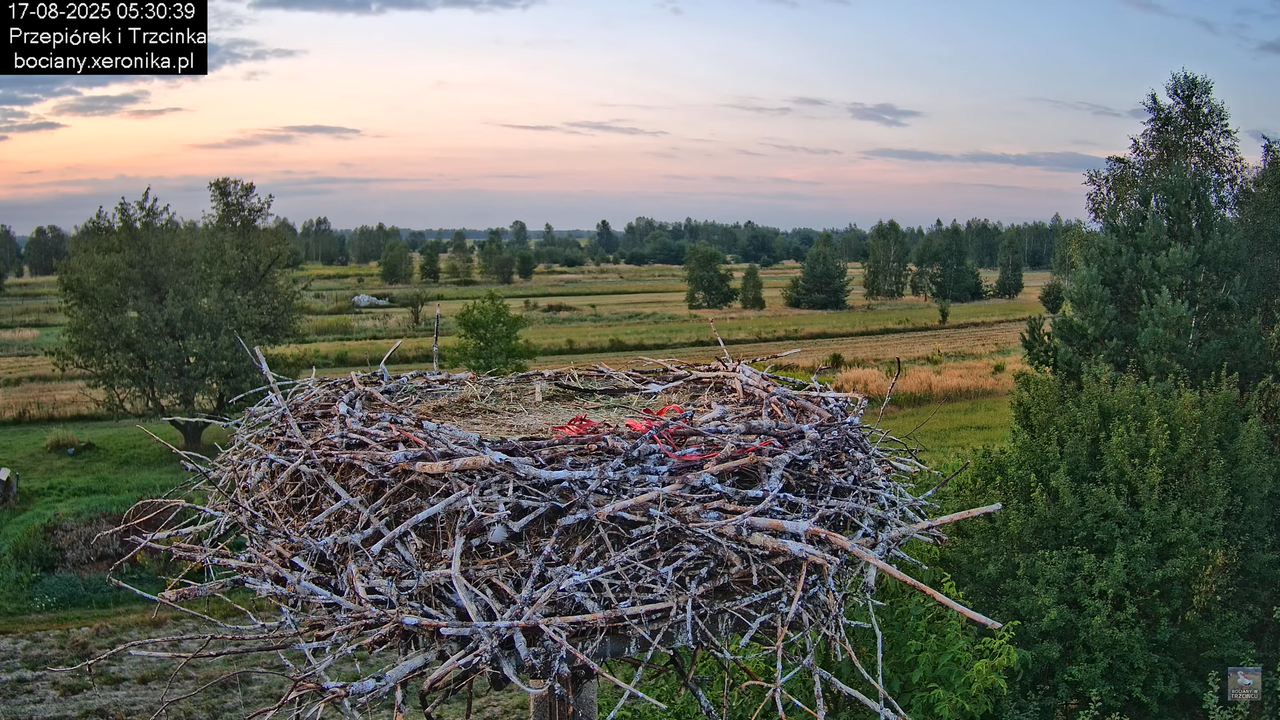 17082025bociany10