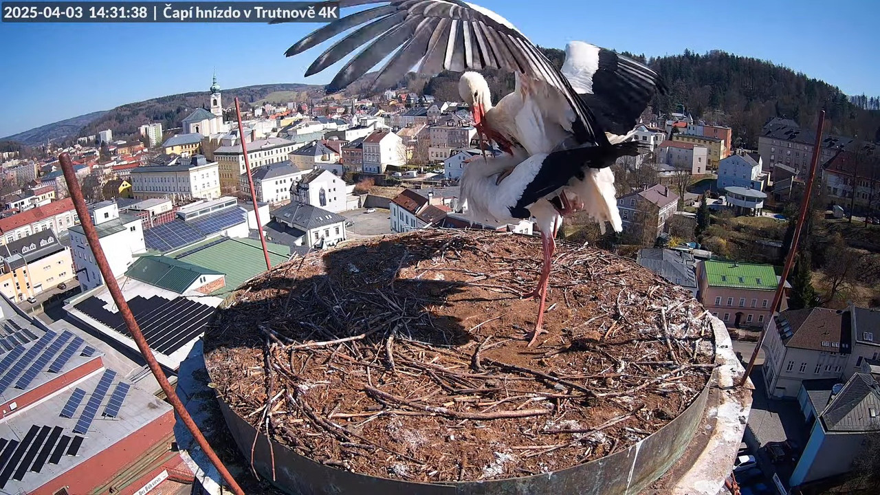 Tiešraidē no stārķa ligzdas uz alus darītavas skursteņa Trutnovā 12-36-6 screenshot