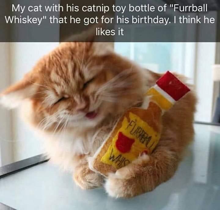 cat-furball-whiskey.jpg