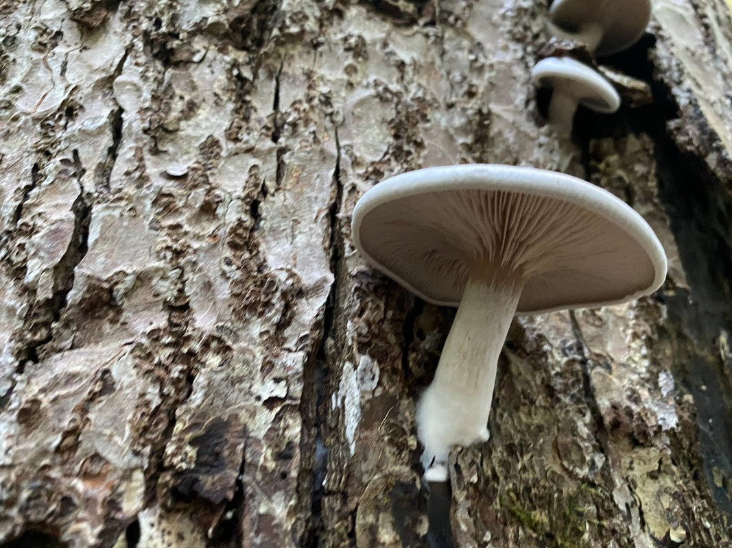 Spring Edible mushroom thread, share you mushroom pictures - Spring ...