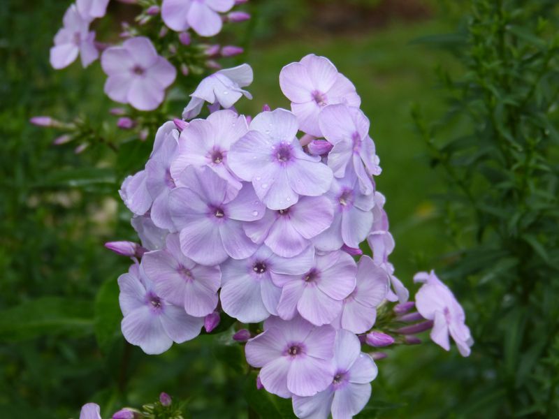 2014-08-05 Phlox 'Königin der Nacht'