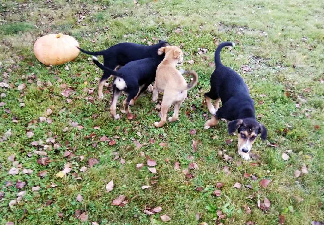 изображение_viber_2019-09-22_13-24-30