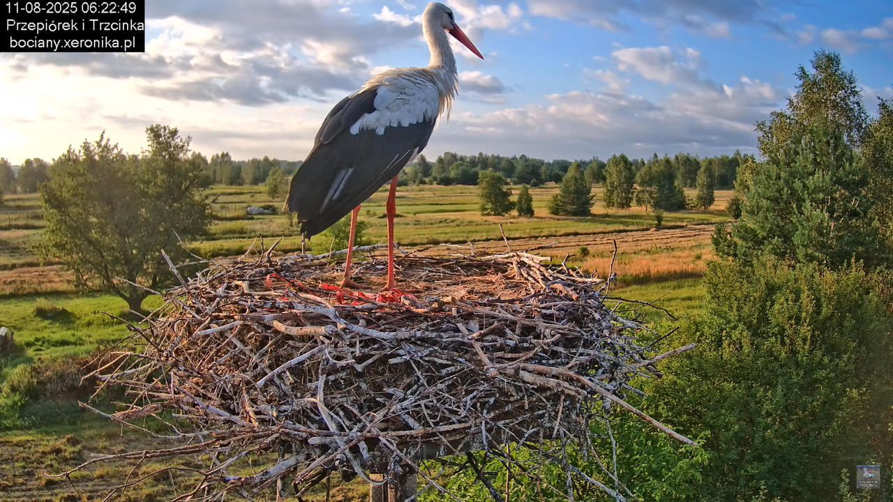 11082025bociany9