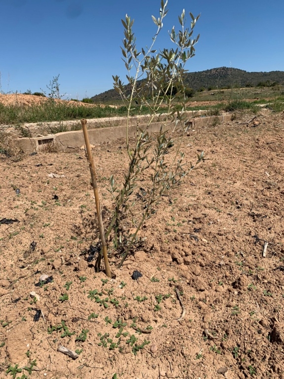 Plantación con doble plantón Olivos14