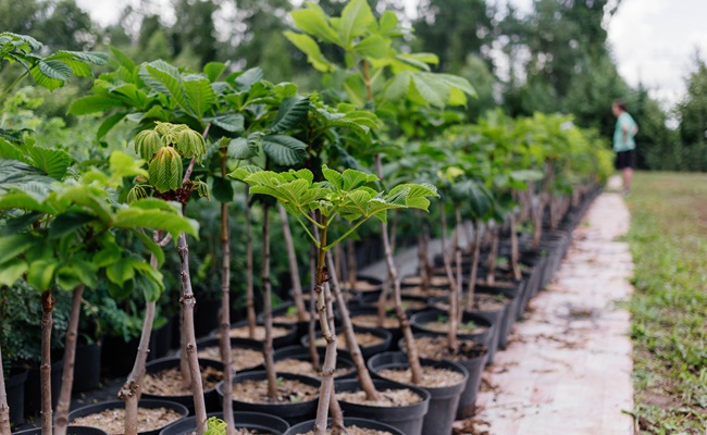 greenplant-spb.ru – купить саженцы