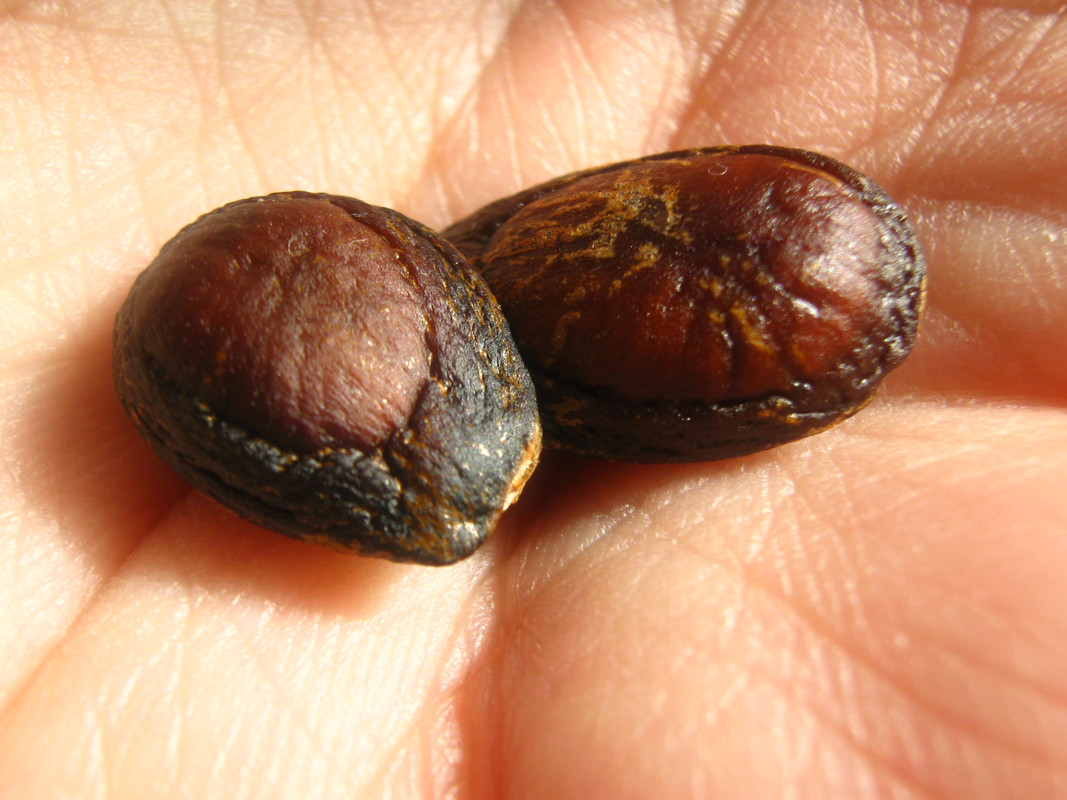 chirimoya_-la-salida-chile-20141010T093620