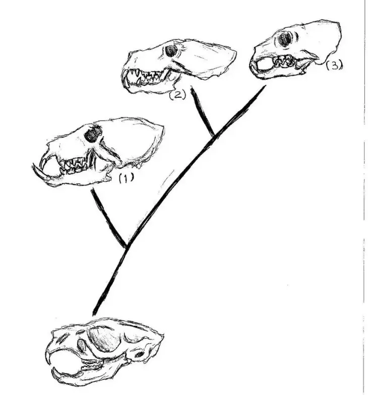 хищные крысы