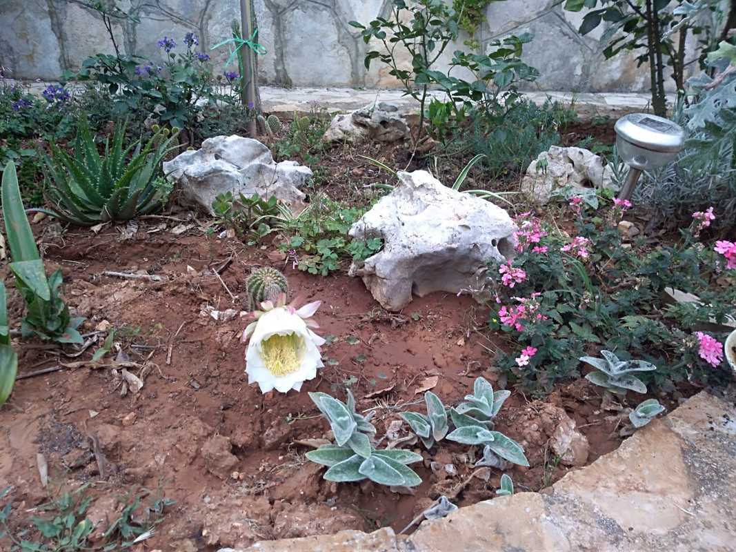 IMG-20200518-WA0013 (2)