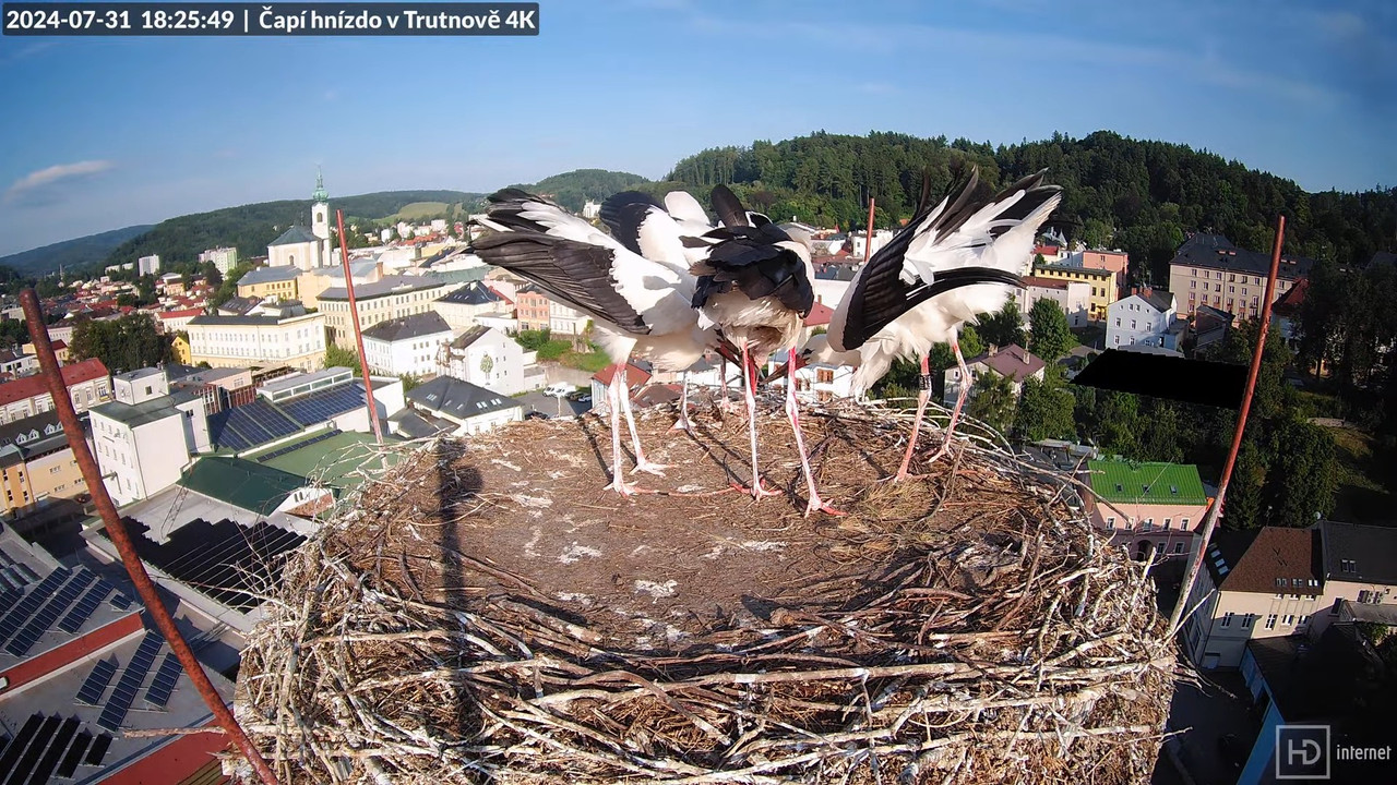 Živě z čapího hnízda na pivovarském komíně v Trutnově 12-31-59 screenshot