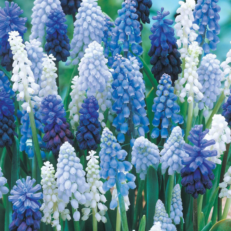 van-bourgondien-flower-bulbs-72749-64_1000(2)
