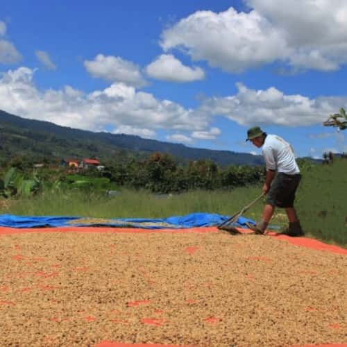 Productor rural trabajando en el área de secado con lona