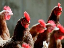 В Турции снижается производство мяса птицы, но растет производство яиц