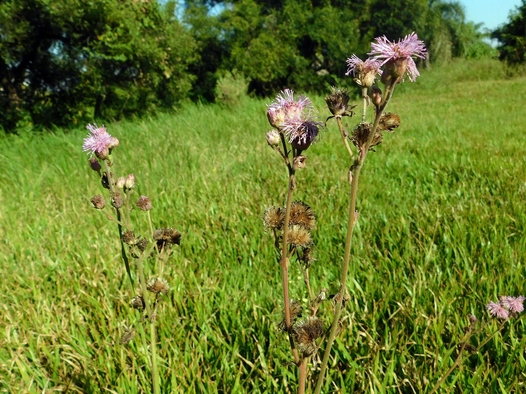 DSCN3075.jpg