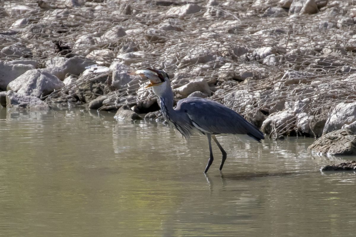 J27A8863-1-GENERINO e PESCE