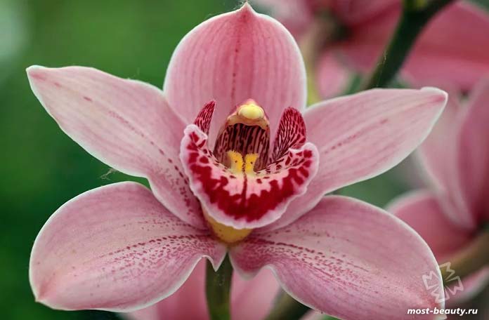 Самые красивые и редкие виды орхидей