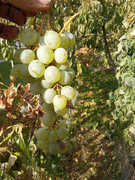 [Image: green-grapes.jpg]