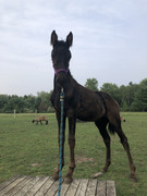 2-B937-B2-F-CABC-4-D54-B3-A1-FA1-F324-FC5-AE