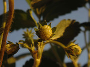 6.3.model strawberries III